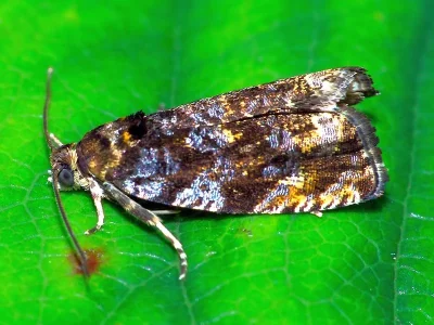 Pristerognatha fuligana