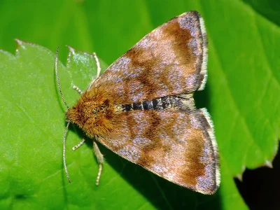 Panemeria tenebrata