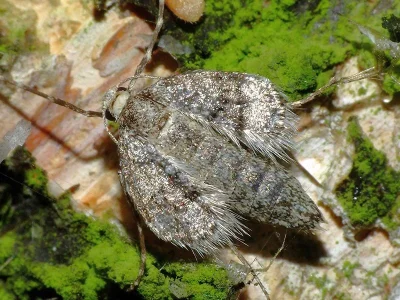 Operophtera fagata