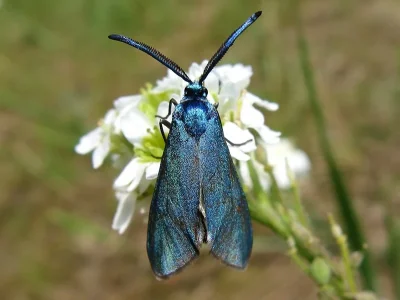 Adscita (Adscita) statices