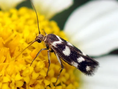 Scythris scopolella