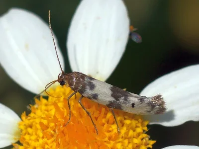 Enolmis acanthella