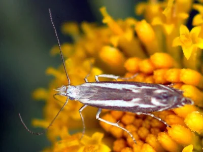 Isophrictis lineatellus
