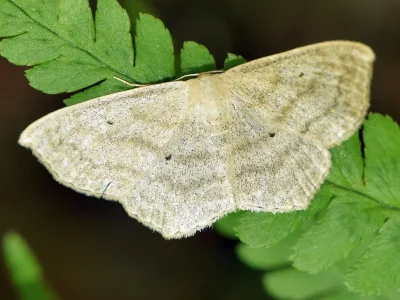 Scopula (Scopula) nigropunctata