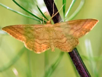 Idaea ochrata