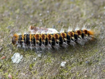 Thaumetopoea pityocampa