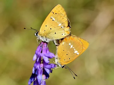 Lycaena (Heodes) virgaureae