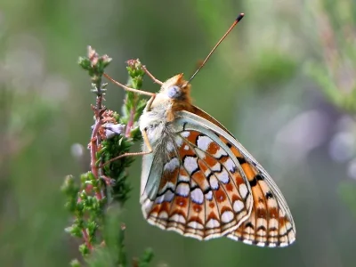 Argynnis (Fabriciana) niobe