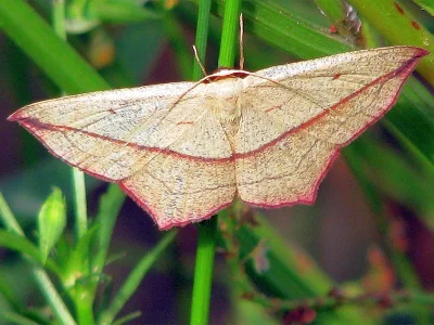 Timandra comae