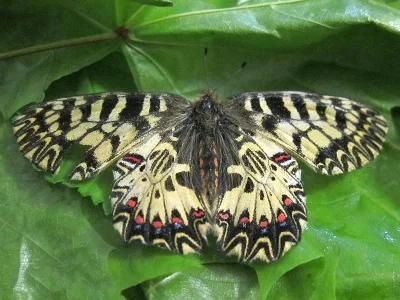 Zerynthia (Zerynthia) polyxena