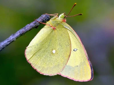 Colias palaeno