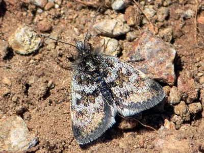 Metaxmeste schrankiana