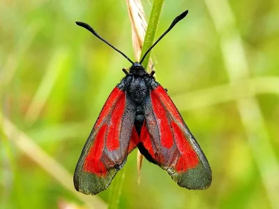 Zygaena (Mesembrynus) purpuralis