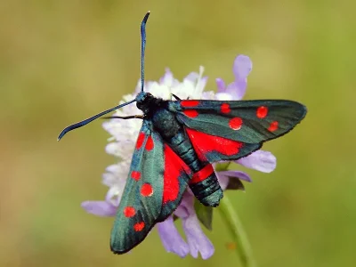 Zygaena (Zygaena) ephialtes
