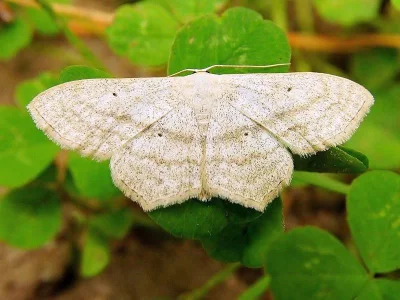 Scopula (Scopula) nigropunctata
