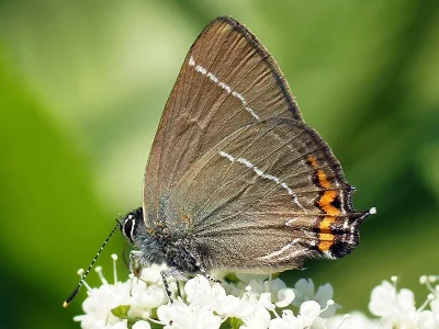 Satyrium (Strymonidia) w-album