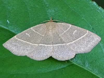 Trisateles emortualis