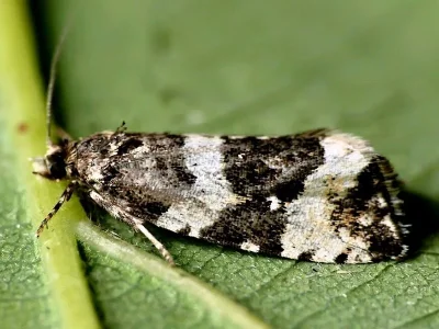 Phiaris bipunctana