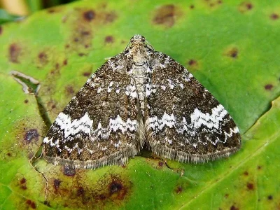 Perizoma alchemillata