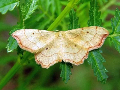Idaea emarginata