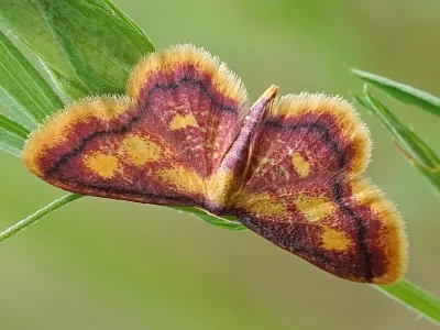 Idaea muricata