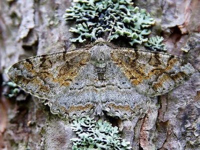 Alcis repandata