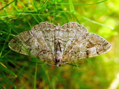 Peribatodes rhomboidaria