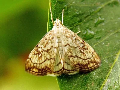 Evergestis pallidata