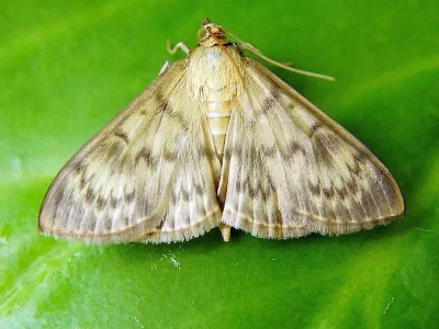 Patania ruralis
