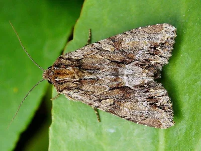 Apamea (Abromias) monoglypha