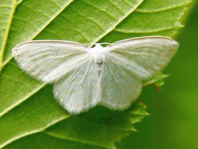 Asthena albulata