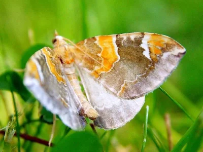 Eulithis pyropata