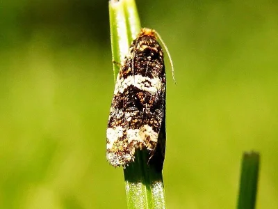 Sericoris tiedemanniana