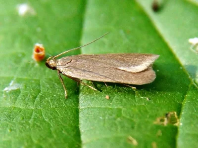 Acompsia (Acompsia) cinerella