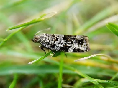 Dichelia histrionana