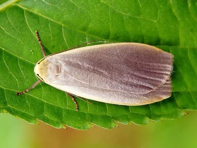 Eilema (Collita) griseola