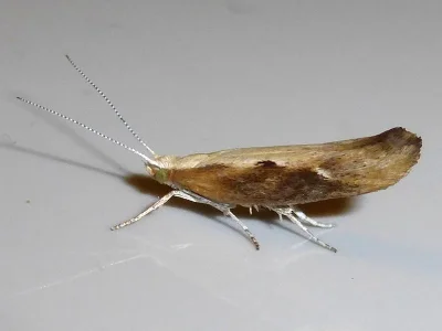 Ypsolopha falcella