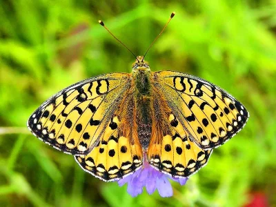 Argynnis (Speyeria) aglaja