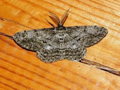 Hypomecis roboraria