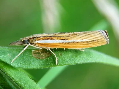 Agriphila tristella