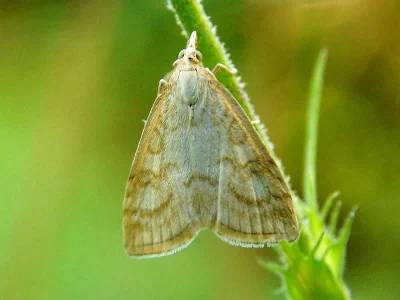 Udea lutealis