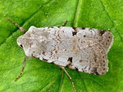 Chersotis margaritacea