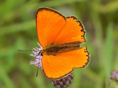Lycaena (Heodes) virgaureae