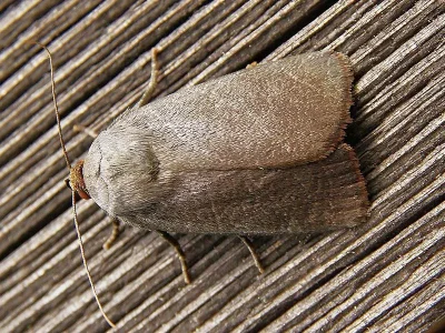 Amphipyra (Amphipyra) livida
