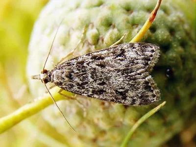Eudonia truncicolella