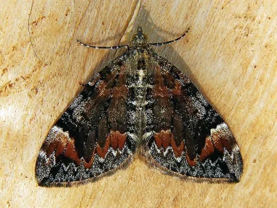 Dysstroma citrata