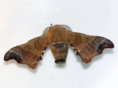 Bombyx mandarina