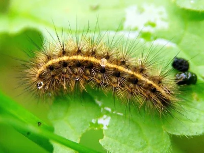 Phragmatobia fuliginosa