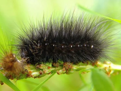 Spilosoma urticae