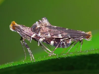 Callisto denticulella